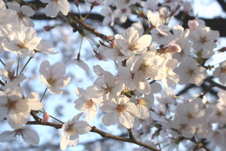 さくらの花