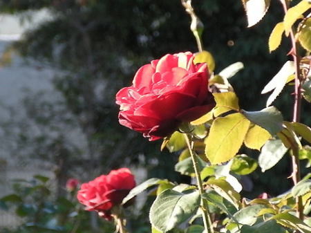 バラの花　サムライ