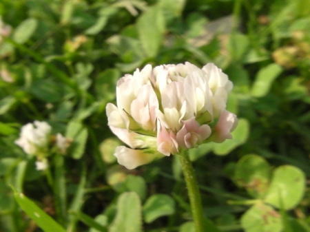 シロツメクサの花のイメージ