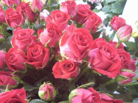 ホワイトデーをロマンチックにするためにおすすめ 108本のバラの花束 英語de学ぶ