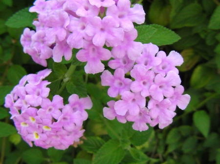 花のイメージ